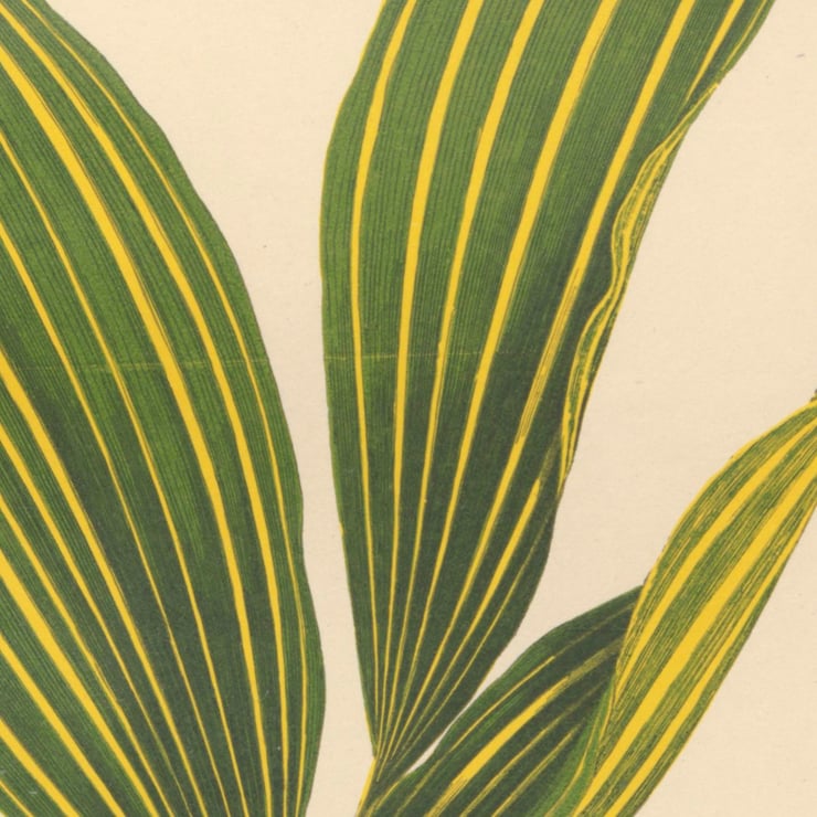Convallaria Majalis Variegata Poster Convallaria Majalis Variegata Poster